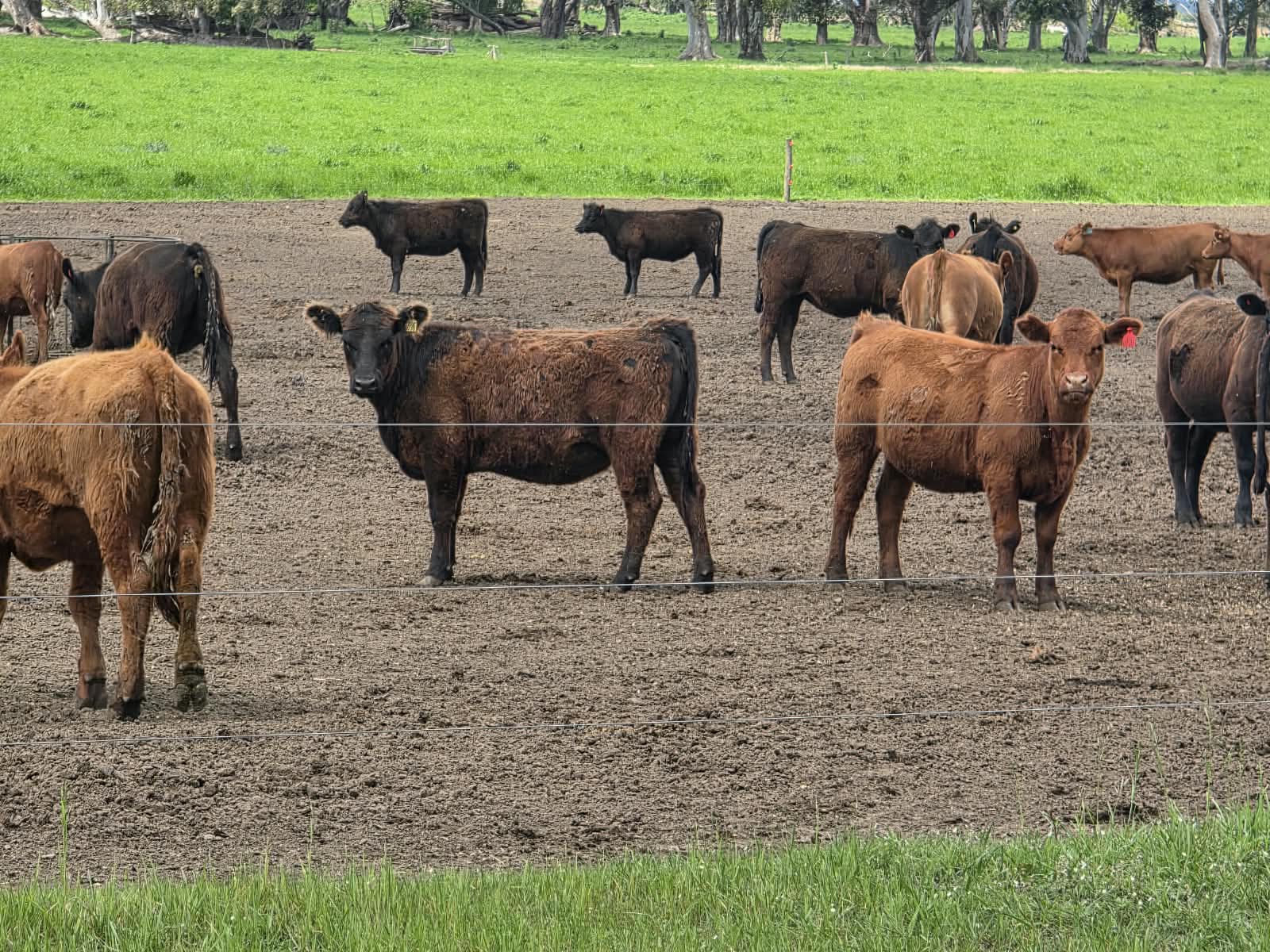 Novillos en un corral de tierra, con pastura al fondo