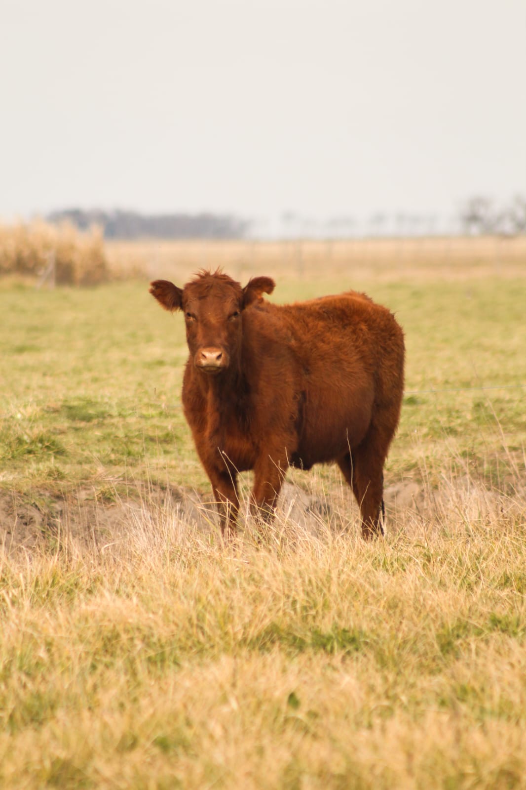 Vaquillona Angus colorada en pastura